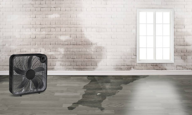 Best Water damage cleanup near me  in Bryn Mawr, PA